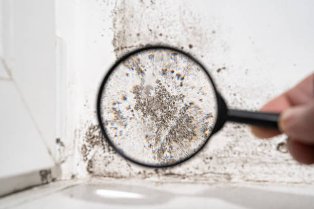 Professional Mold Inspection, Removal & Remediation in Whitaker, PA